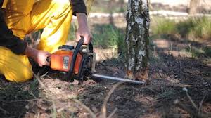 Professional Tree Care in Casa Grande, AZ