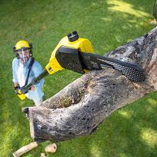 Pest Control for Lawns in Casa Grande, AZ